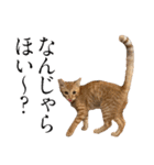 猫田風太郎ファミリー第三世代（個別スタンプ：12）