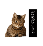 猫田風太郎ファミリー第三世代（個別スタンプ：19）