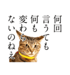 猫田風太郎ファミリー第三世代（個別スタンプ：23）