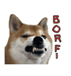 柴犬borf（個別スタンプ：11）