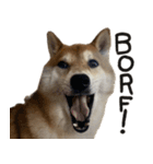 柴犬borf（個別スタンプ：12）