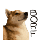 柴犬borf（個別スタンプ：14）