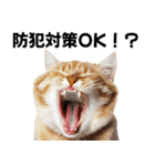 闇バイトを防ぐ猫【防犯・詐欺バイト対策】（個別スタンプ：6）