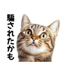 闇バイトを防ぐ猫【防犯・詐欺バイト対策】（個別スタンプ：11）