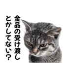 闇バイトを防ぐ猫【防犯・詐欺バイト対策】（個別スタンプ：15）