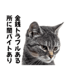 闇バイトを防ぐ猫【防犯・詐欺バイト対策】（個別スタンプ：19）