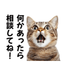 闇バイトを防ぐ猫【防犯・詐欺バイト対策】（個別スタンプ：23）