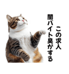 闇バイトを防ぐ猫【防犯・詐欺バイト対策】（個別スタンプ：24）