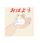 毎日子猫でおはよう（個別スタンプ：4）