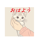 毎日子猫でおはよう（個別スタンプ：10）