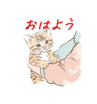 毎日子猫でおはよう（個別スタンプ：27）