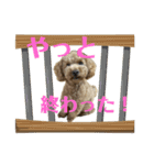 癒しトイプー2（個別スタンプ：15）