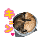 わが家の♡ニャンズ猫（日常用）（個別スタンプ：2）