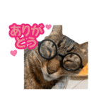 わが家の♡ニャンズ猫（日常用）（個別スタンプ：12）