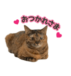 わが家の♡ニャンズ猫（日常用）（個別スタンプ：13）