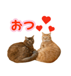 わが家の♡ニャンズ猫（日常用）（個別スタンプ：14）