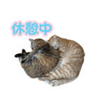 わが家の♡ニャンズ猫（日常用）（個別スタンプ：19）