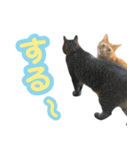 わが家の♡ニャンズ猫（日常用）（個別スタンプ：25）