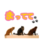 わが家の♡ニャンズ猫（日常用）（個別スタンプ：26）