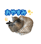 わが家の♡ニャンズ猫（日常用）（個別スタンプ：27）