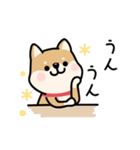 動く♡柴犬わんこステッカー（個別スタンプ：13）