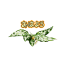 アグラオネマ②（個別スタンプ：2）