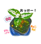 アグラオネマ②（個別スタンプ：5）
