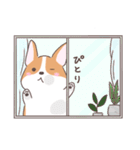 猫を愛するコーギー（個別スタンプ：33）