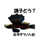 fish in the sea 16（個別スタンプ：10）