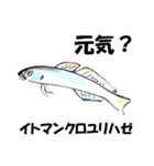 fish in the sea 16（個別スタンプ：13）