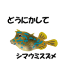 fish in the sea 16（個別スタンプ：27）