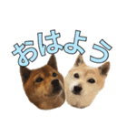 まめころのスタンプの巻（個別スタンプ：1）