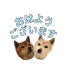 まめころのスタンプの巻（個別スタンプ：2）