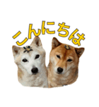 まめころのスタンプの巻（個別スタンプ：5）