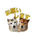 まめころのスタンプの巻（個別スタンプ：7）