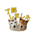 まめころのスタンプの巻（個別スタンプ：8）