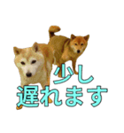 まめころのスタンプの巻（個別スタンプ：13）