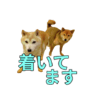 まめころのスタンプの巻（個別スタンプ：15）