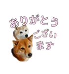 まめころのスタンプの巻（個別スタンプ：18）