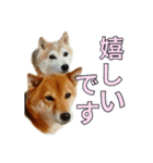 まめころのスタンプの巻（個別スタンプ：20）
