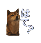 まめころのスタンプの巻（個別スタンプ：30）