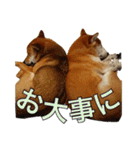 まめころのスタンプの巻（個別スタンプ：36）