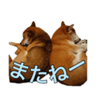 まめころのスタンプの巻（個別スタンプ：37）