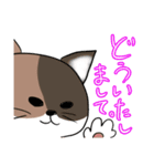 ばーばん家の猫たち（個別スタンプ：17）