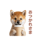 リアクションする柴犬【連絡用・日常会話】（個別スタンプ：10）