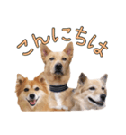 ナナ家のスタンプの巻（個別スタンプ：3）