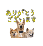 ナナ家のスタンプの巻（個別スタンプ：8）