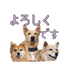 ナナ家のスタンプの巻（個別スタンプ：11）