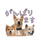 ナナ家のスタンプの巻（個別スタンプ：12）