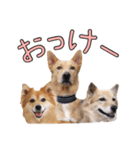 ナナ家のスタンプの巻（個別スタンプ：14）